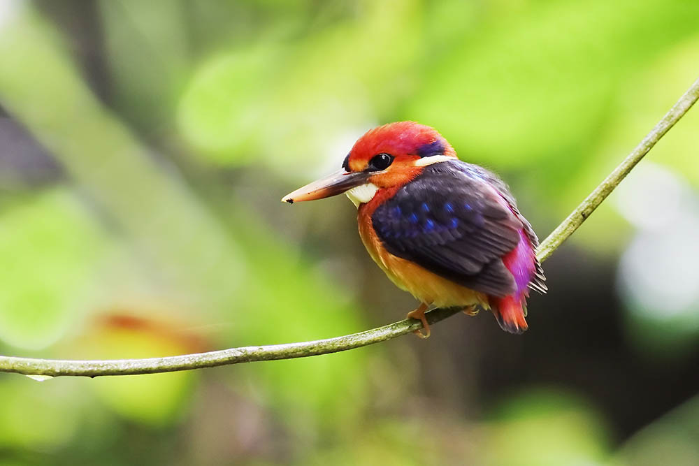 Black-backed Kingfisher. Birdwatching in Southeast Asia