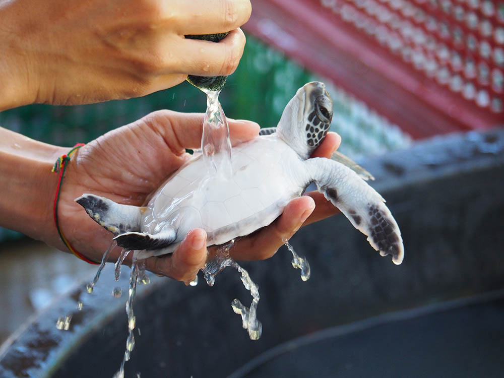 Sea turtle conservation centre, Khao Lak, Thailand