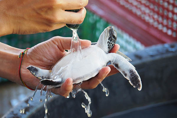 Sea turtle conservation center, Khao Lak, Thailand