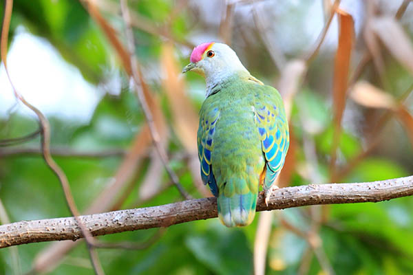 Rose-crowned fruit dove