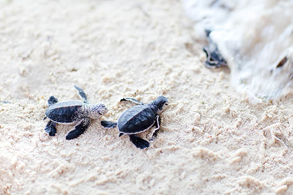 Baby Green sea turtles swimming to the ocean. Turks and Caicos Islands