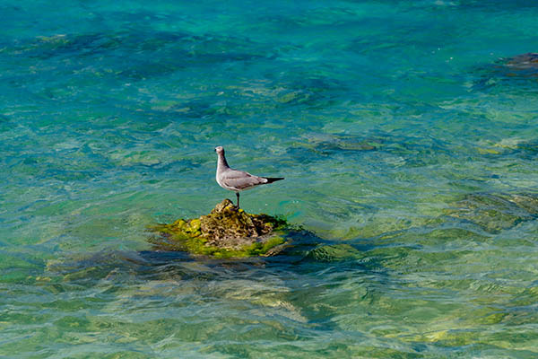 Bird on a rock in the Caribbean Sea. Turk and Caicos Islands. Birdwatching in the Caribbean