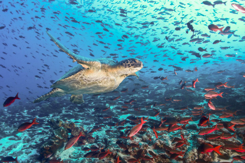 Turtle swimming in the sea in Antigua