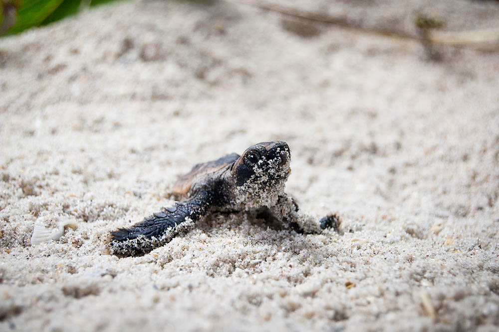 Sea Turtle Hatchling