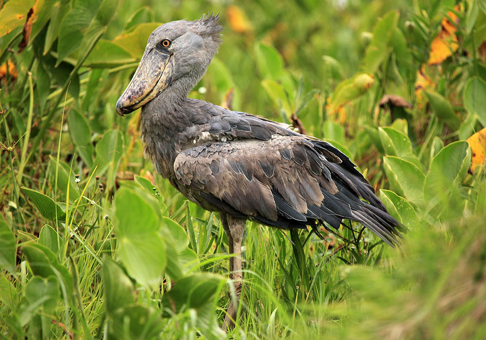 Shoebill at Lake Opeta, Uganda. Birdwatching in Africa