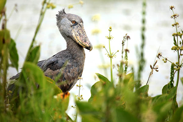 Shoebill at Lake Opeta, Uganda. Birdwatching in Africa