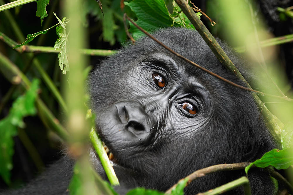 Female mountain gorilla in the Bwindi National Park, Uganda. Africa Wildlife Safari