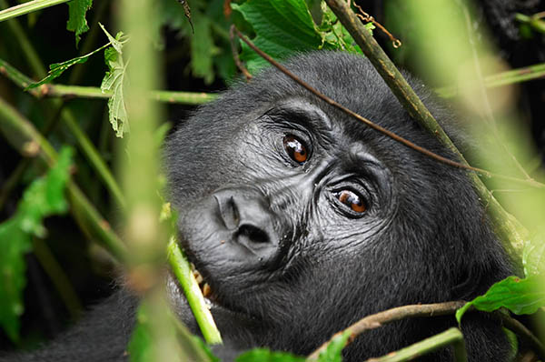 Female mountain gorilla in the Bwindi National Park, Uganda. Africa Wildlife Safari. Africa Wildlife Safari