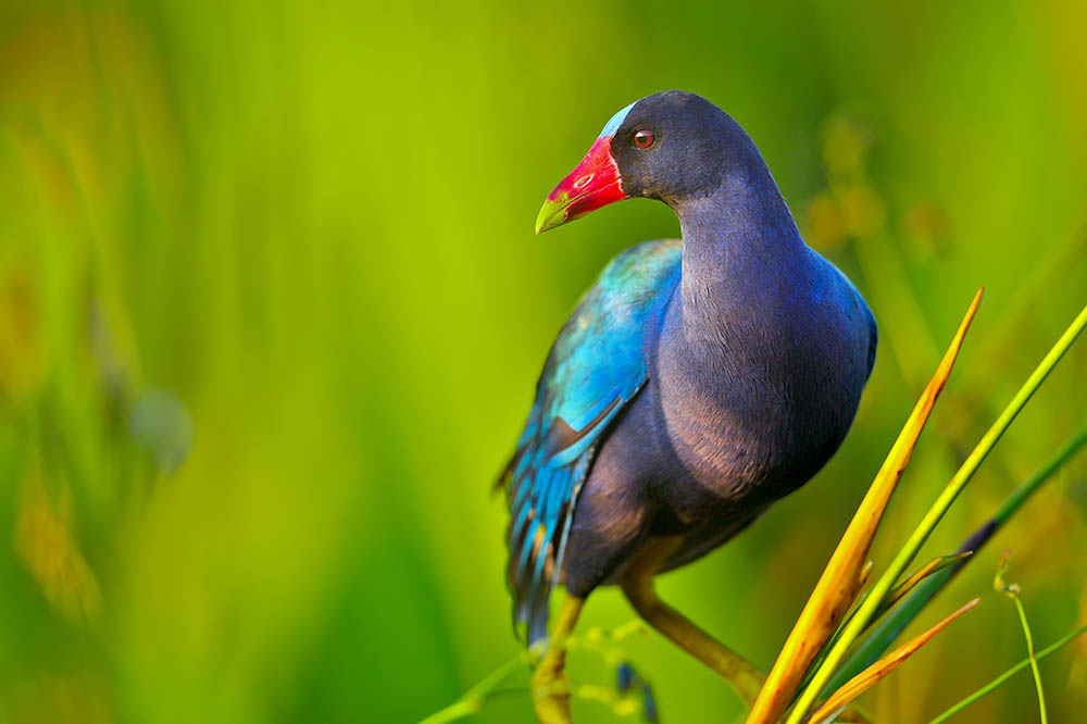 Purple Gallinule in reeds in Florida. USA. Birdwatching in America