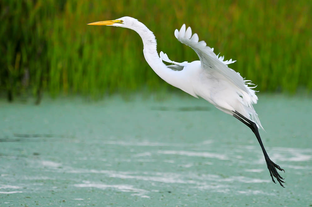 Great White Egret, Southern Florida, USA Birdwatching in America