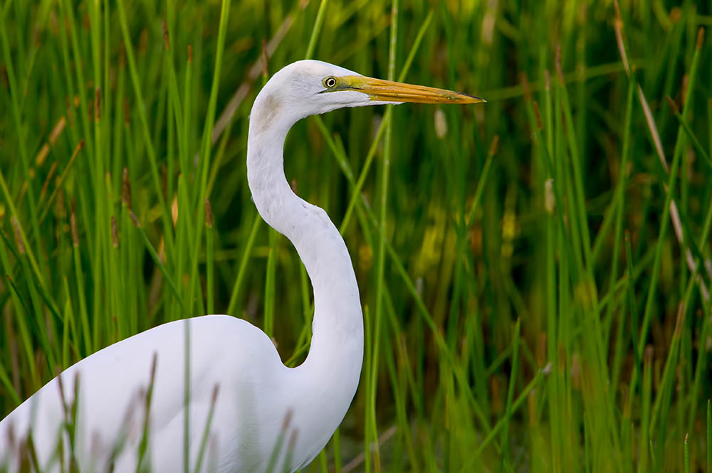 Egret in reeds in Florida. USA. Birdwatching in America