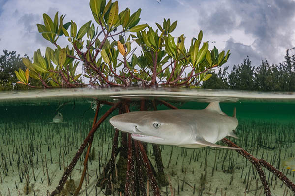 Juvenile lemon sharks are swimming in shallow clear water between mangroves