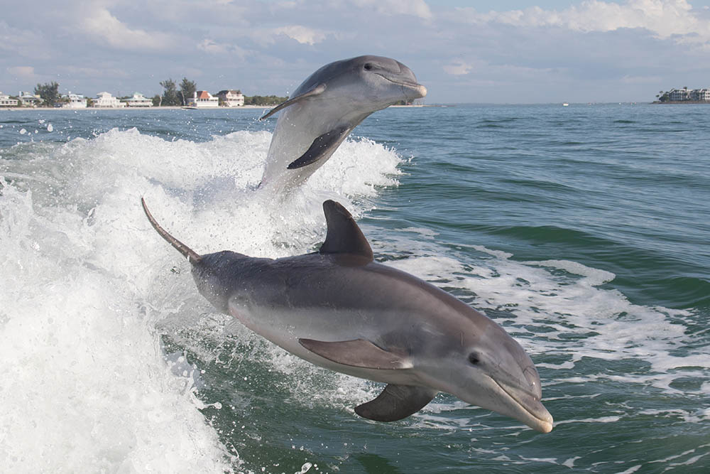 Bottlenose Dolphin swimming off the Florida coast