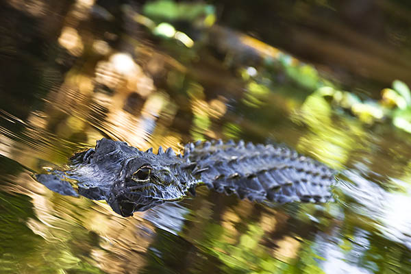 Alligator in the Everglades, Florida, USA