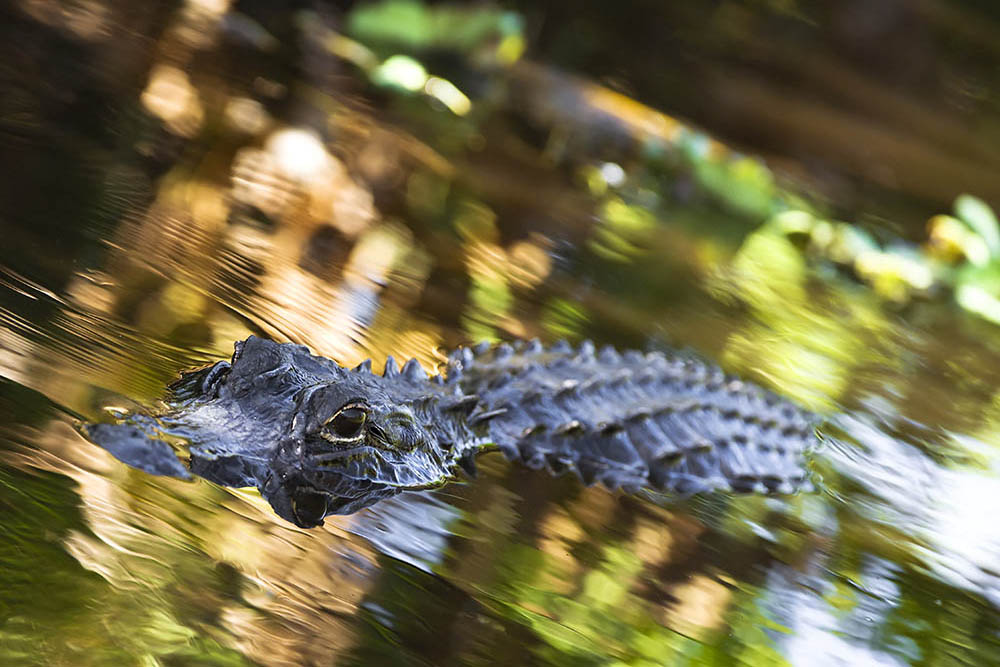 Alligator in the Everglades, Florida, USA. Wildlife