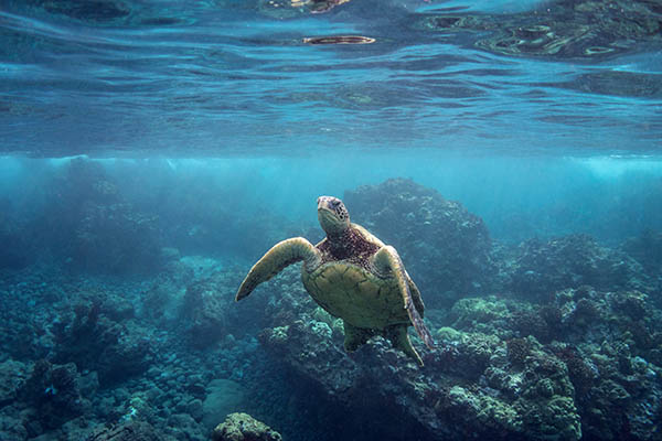 Sea turtle, Vanuatu