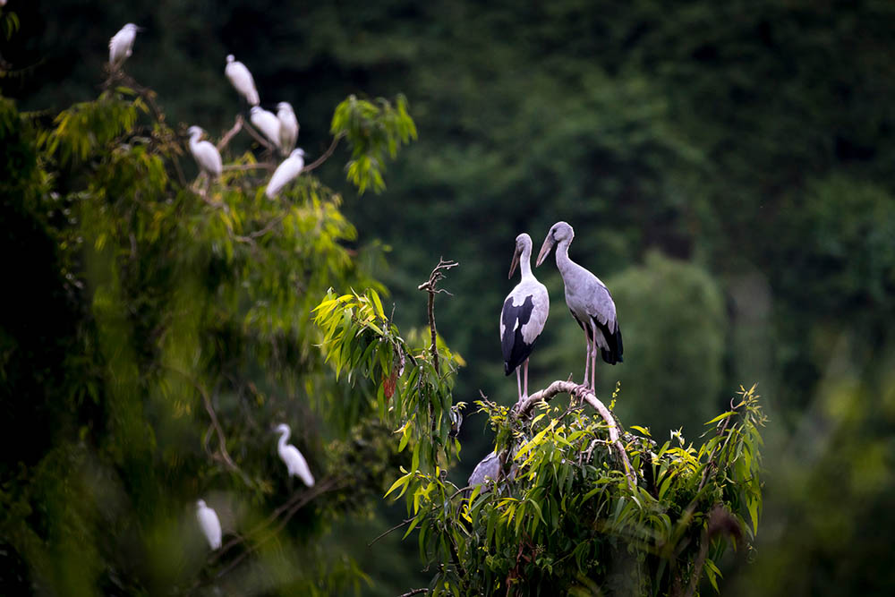 Thung Nham bird park, Ninh Binh. Birdwatching in Southeast Asia