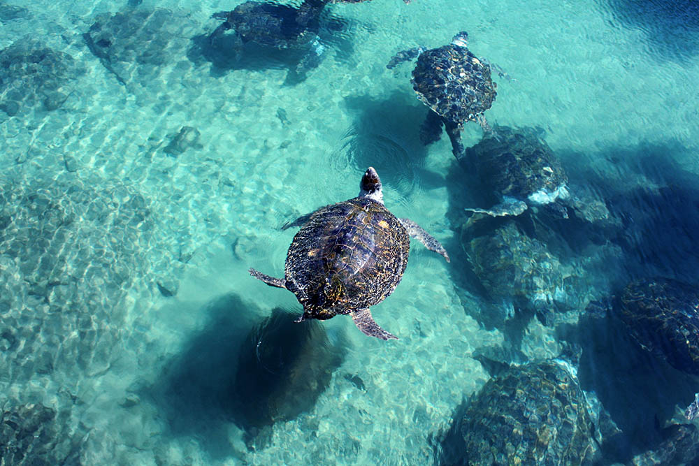 Sea turtles in the pool in the National Oceanographic Museum of Vietnam, Nha Trang