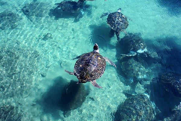 Baby turtle on his way to the sea on a beach in Madagascar, shortly after hatching from his egg