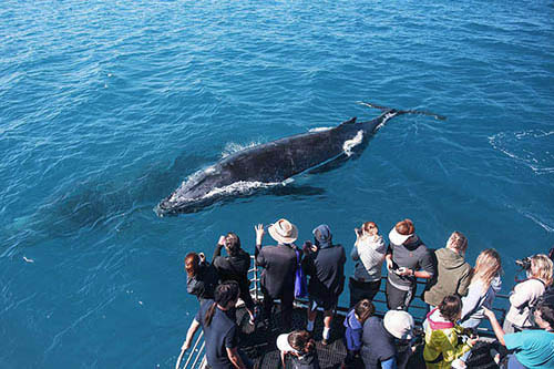 Whale watchers observing a pair of humpback whales, one at the s