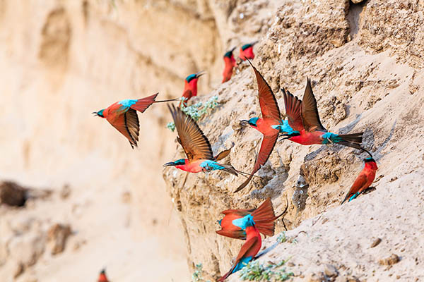 Northern Carmine Bee-eaters in South Luangwa National Park, Zambia