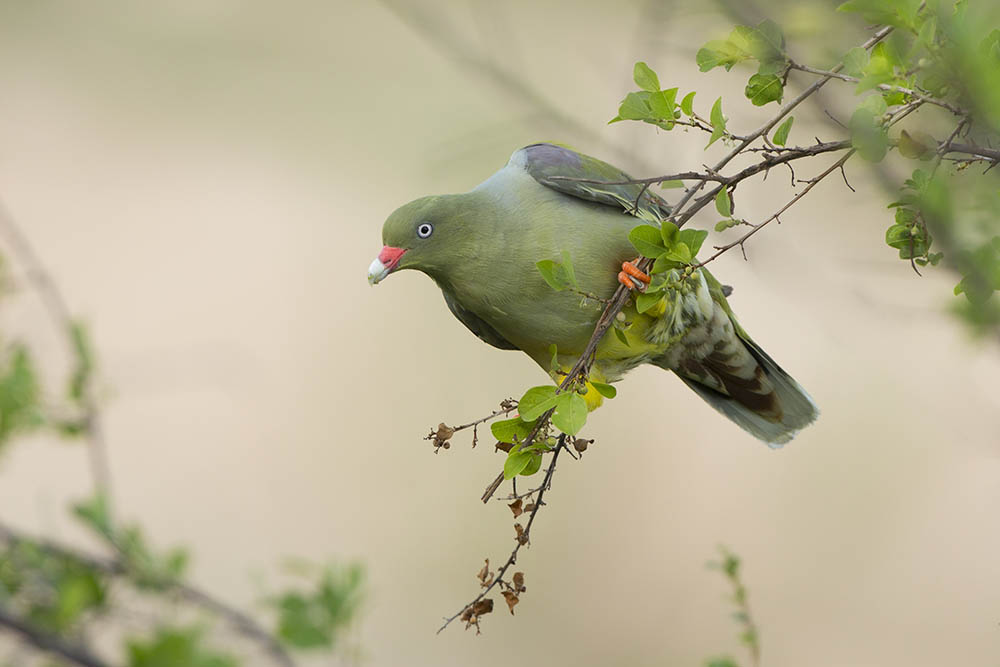 African Green Pigeon. Zimbabwe Birdwatching in Africa