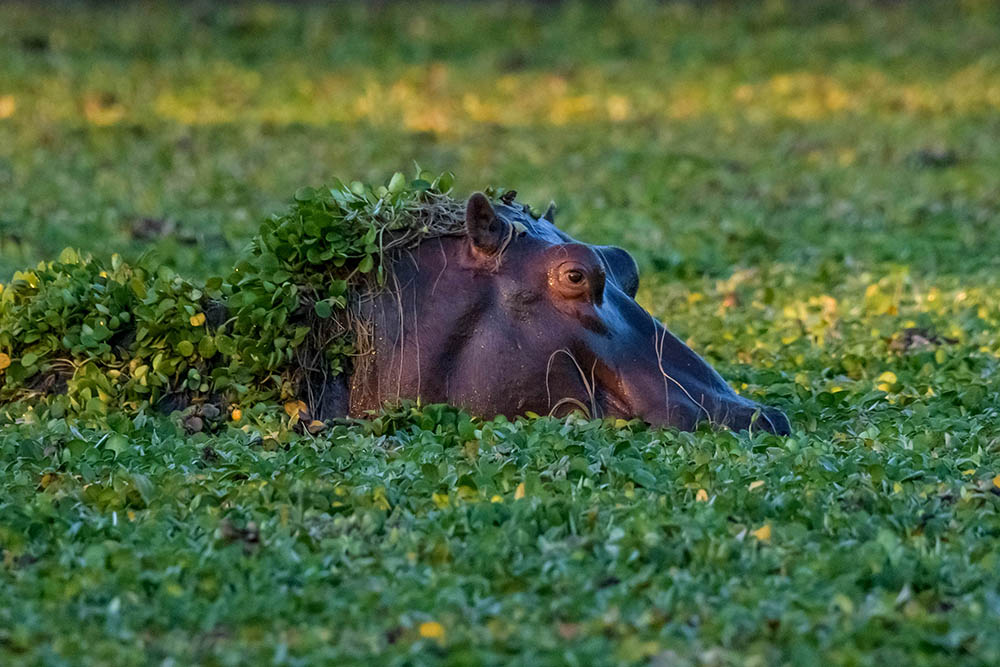 Hippopotamus grazing on water plants in lake in Mana Pools National Park, Zimbabwe. Africa Wildlife Safari