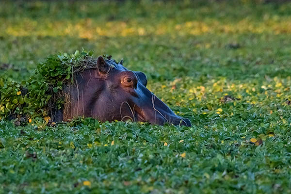 Hippopotamus grazing on water plants in lake in Mana Pools National Park, Zimbabwe. Africa Wildlife Safari