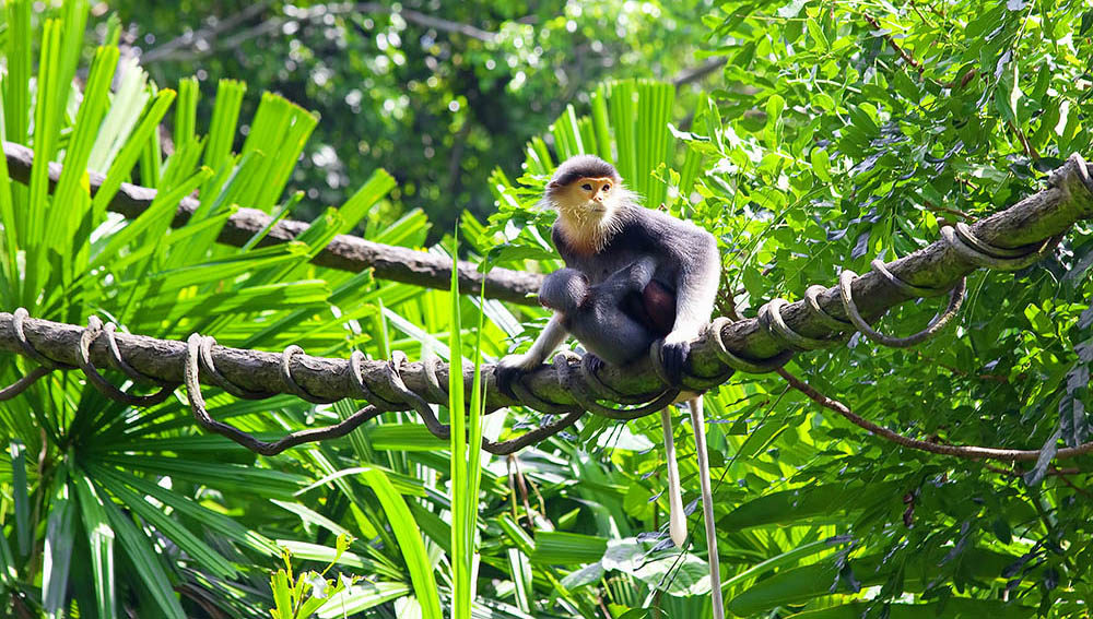 Red-shanked Douc with her child in the forest in Cambodia