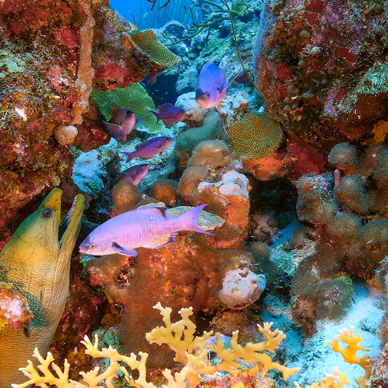 Seascape of coral reef in the Caribbean Sea around Curacao at dive site Smokey's with moray eel