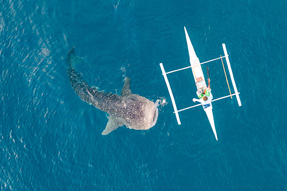 Fishermen feed gigantic whale sharks from boats in the sea in the Philippines