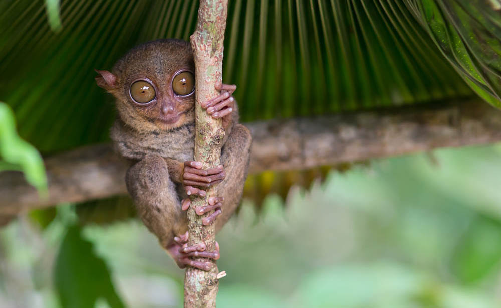 Tiny Tarsier sitting on a tree on Bohol Island, Philippines