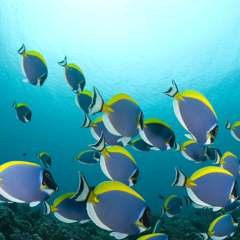 Blue Surgeonfish