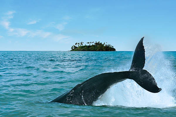 The tail of a Humpback Whale rise above the water against a small island in Rarotonga, Cook Islands