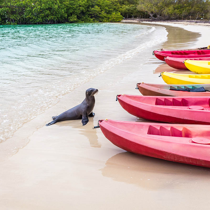 Sea lion going to take a look at kayaks on a beach in the Galapagos Islands