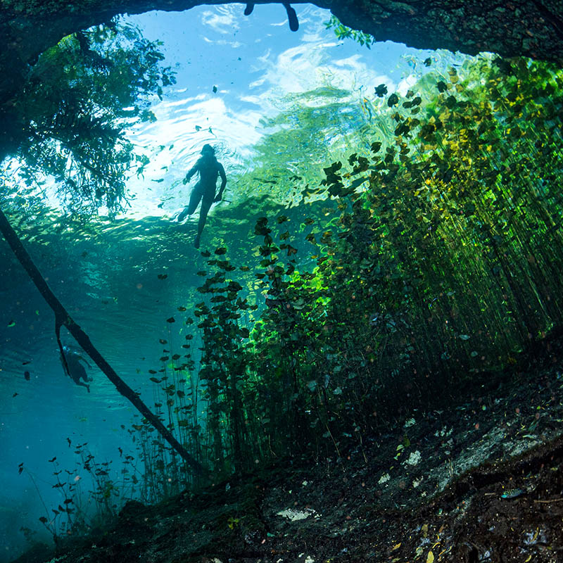 Cave scuba diving in Mexican cenotes