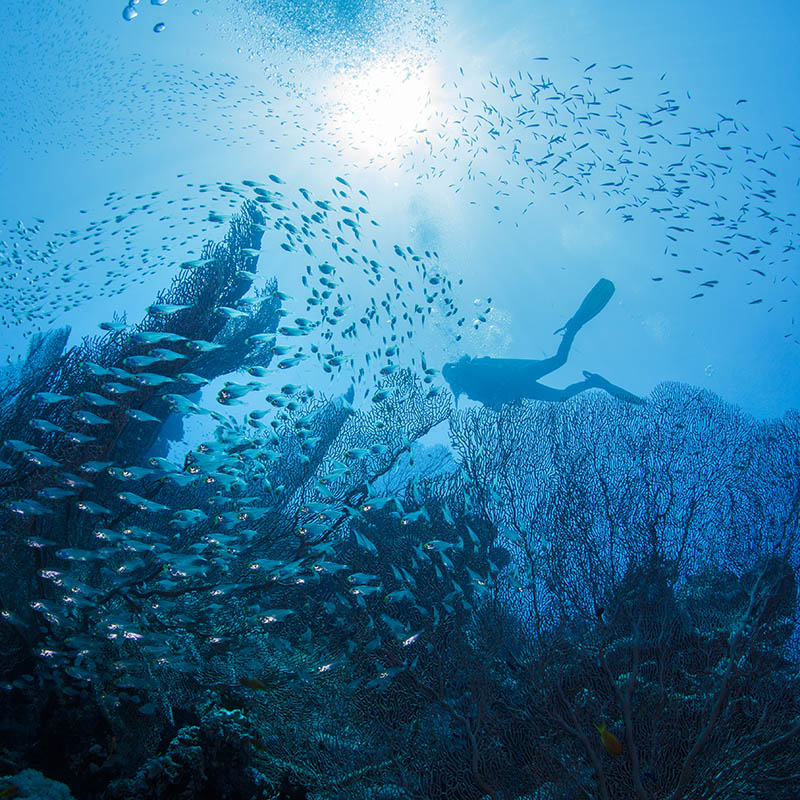 Scuba diver underwater