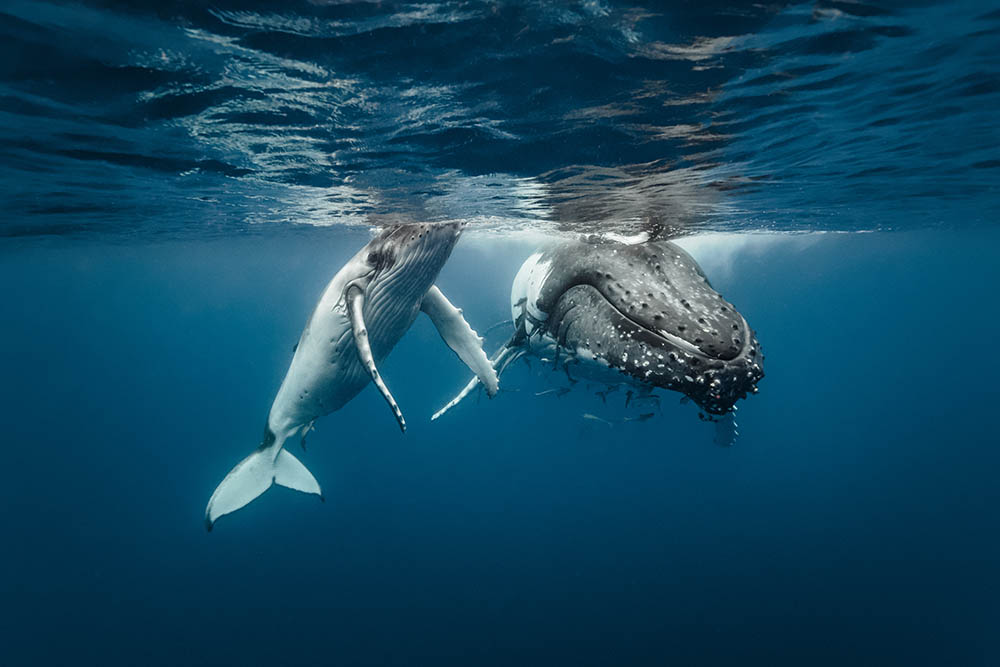 A humpback whale mum and calf sitting next to each other in crystal clear water, Tonga