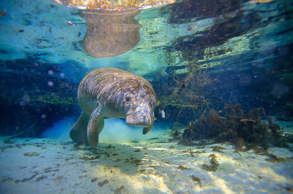 Manatee, Crystal River, Florida, USA