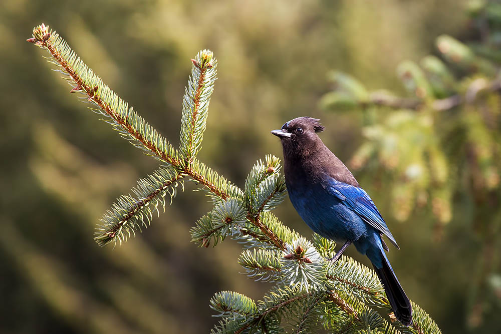 Steller's Jay on an Alaskan spruce branch in spring