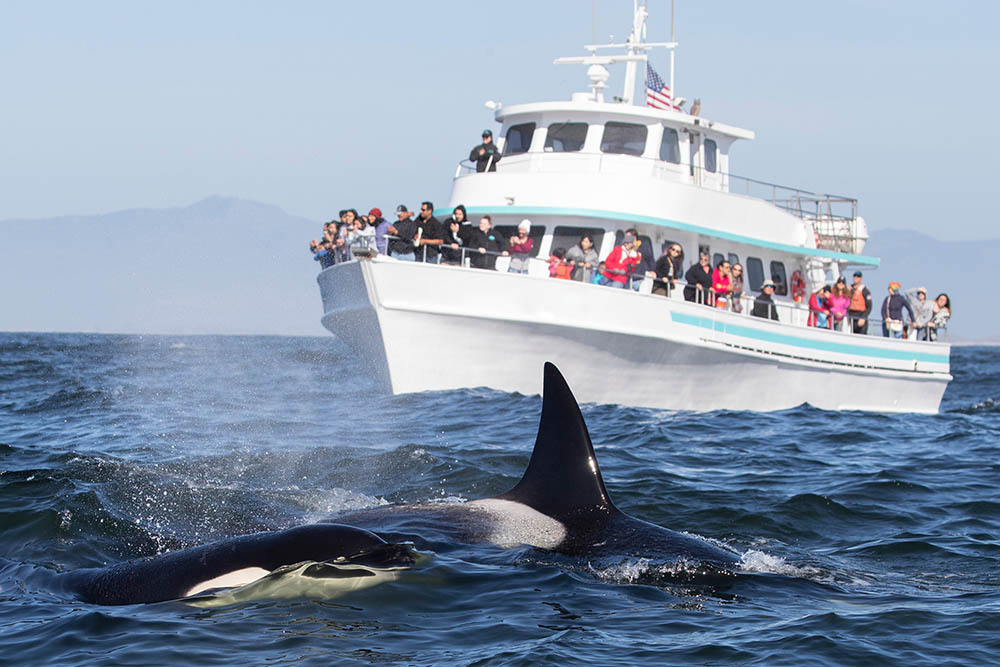 Killer Whales spotted on a whale watching trip in Alaska