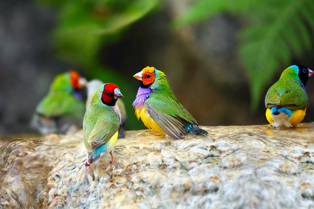 Gouldian Finch birds taking a bath in Australia