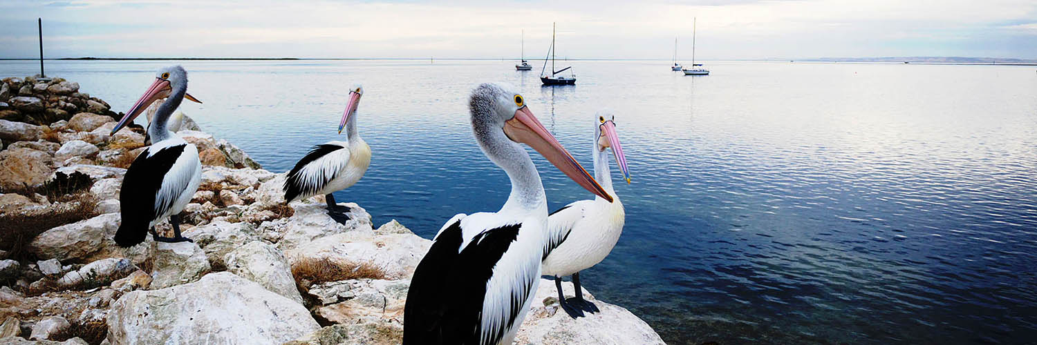 Pelicans Panorama, Kangaroo Island, Australia