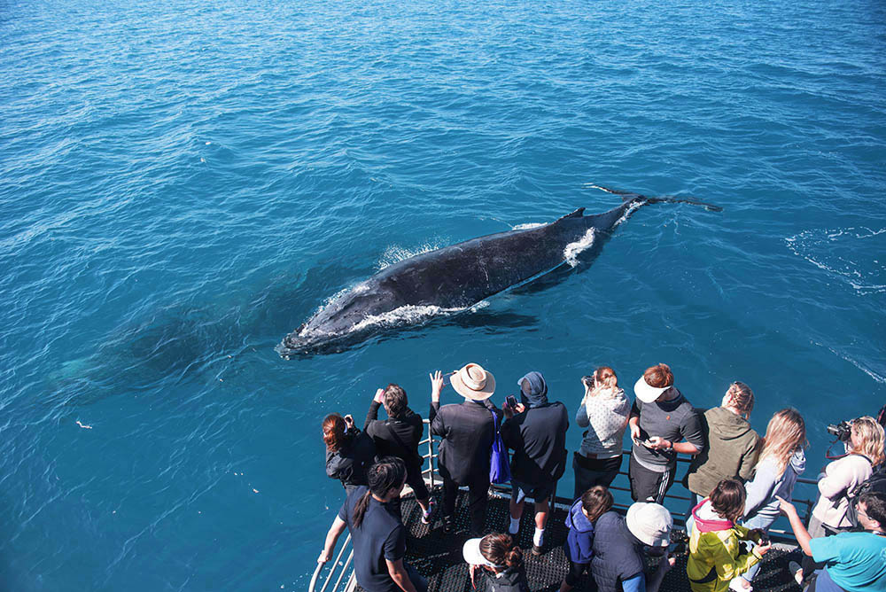 A group of whale watching tourists on a commercial whale watching trip observing two humpback whales; one on the surface and the other underwater. Hervey Bay, Queensland, Australia