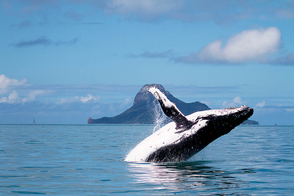 Humpbank whale breaching in front of Pentecost Island Whitsundays Queensland Australia