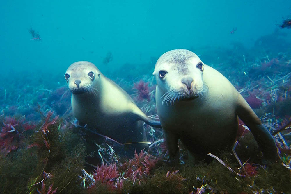 Australian sea lions (Neophoca cinerea)playing in shallow waters in the Neptune Islands area, South Australia.