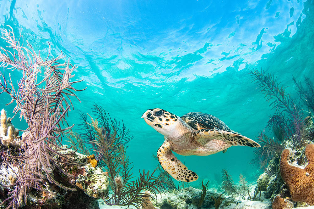 A Hawksbill turtle is swimming over a reef in shallow clear blue water on a sunny day