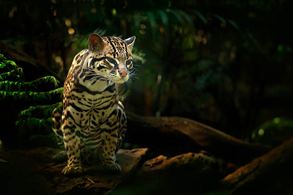 Margay sitting on the branch in the tropical forest