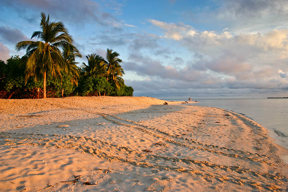 borneo-turtles-turtle tracks on Selingan Island in Borneo