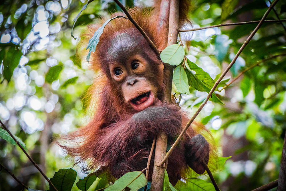 Baby orangutan in Sabah, Borneo